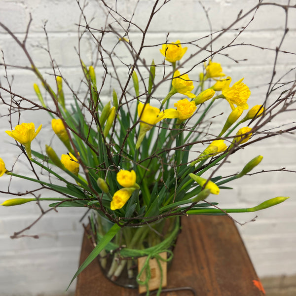 indoor daffodils 