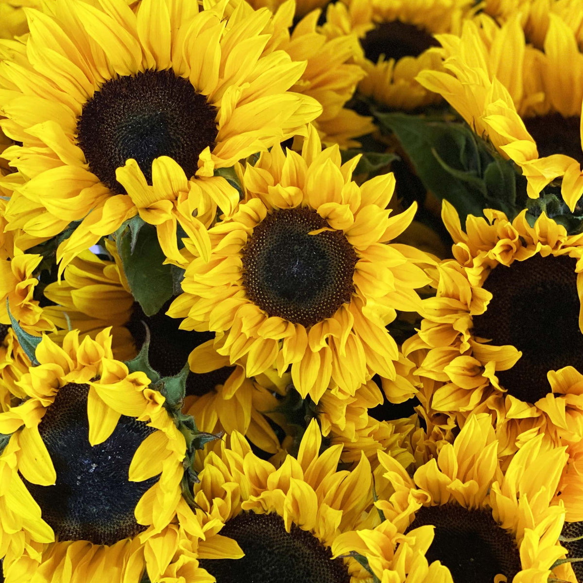 British Sunflowers-Bunch 10 stems – British Flowers direct by Evolve ...