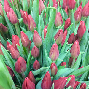 Tulip Red Ben Van Zanten - 50 stems