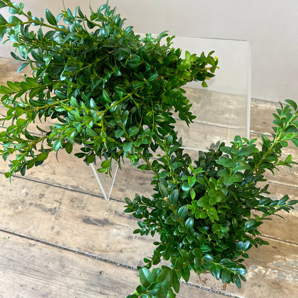 Wild Green Garden - Buxus bunches