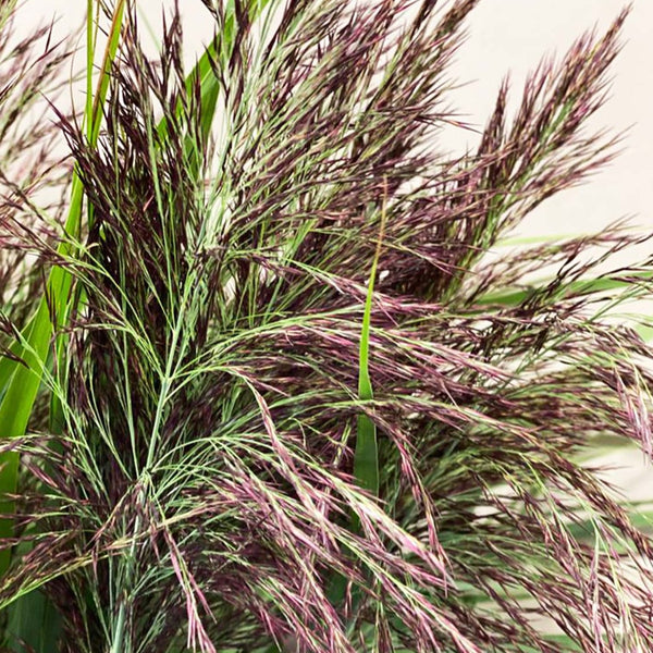 Grass - Chocolate Reed Phragmite australis - Bundle of 20 stems