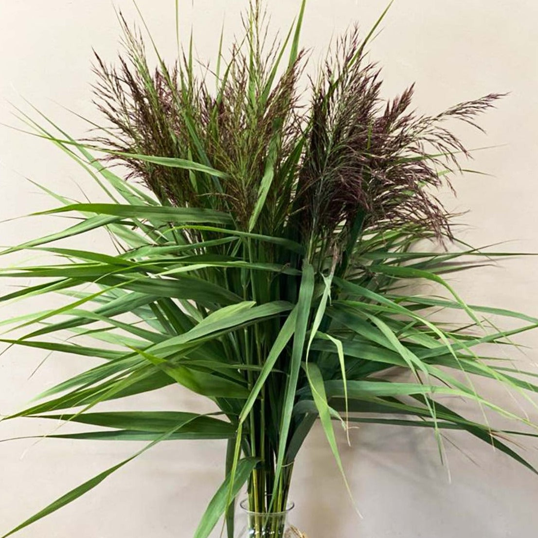 Grass - Chocolate Reed Phragmite australis - Bundle of 20 stems