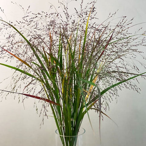 Panicum Grass - 20 stems