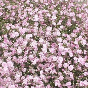 Gypsophila Pink Bundle of 25 Stems